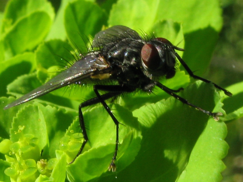 Tachinidae